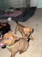 Light green, a male Yorkshire Terrier and Chiweenie for sale in Mesa, AZ – Photo 2 of 3