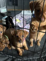 Hot pink, a female Yorkshire Terrier and Chiweenie for sale in Mesa, AZ – Photo 2 of 3