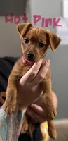 Hot pink, a female Yorkshire Terrier and Chiweenie for sale in Mesa, AZ – Photo 1 of 3