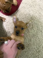 Hot pink, a female Yorkshire Terrier and Chiweenie for sale in Mesa, AZ – Photo 3 of 3