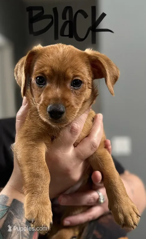 Black – Yorkshire Terrier, Chiweenie puppy for sale in Mesa, AZ