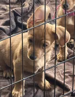 Black, a male Yorkshire Terrier and Chiweenie for sale in Mesa, AZ – Photo 2 of 3