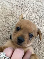 Black, a male Yorkshire Terrier and Chiweenie for sale in Mesa, AZ – Photo 3 of 3