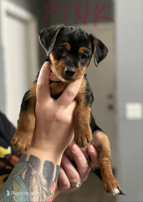 Black/tan – Yorkshire Terrier, Chiweenie puppy for sale in Mesa, AZ