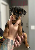 Black/tan, a female Yorkshire Terrier and Chiweenie for sale in Mesa, AZ – Photo 1 of 3