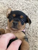 Black/tan, a female Yorkshire Terrier and Chiweenie for sale in Mesa, AZ – Photo 2 of 3