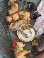 Black/tan, a female Yorkshire Terrier and Chiweenie for sale in Mesa, AZ – Photo 3 of 3