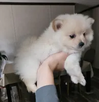 Pomeranian , a male Pomeranian for sale in Helotes, TX – Photo 2 of 3