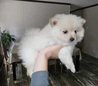 Pomeranian , a male Pomeranian for sale in Helotes, TX – Photo 3 of 3