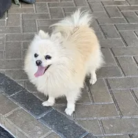 Lia, a female Pomeranian for sale in Helotes, TX – Photo 2 of 3