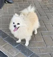 Lia, a female Pomeranian for sale in Helotes, TX – Photo 2 of 3