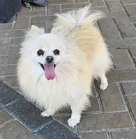 Lia, a female Pomeranian for sale in Helotes, TX – Photo 3 of 3