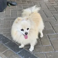 Lia, a female Pomeranian for sale in Helotes, TX – Photo 1 of 3