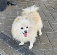 Lia, a female Pomeranian for sale in Helotes, TX – Photo 1 of 3