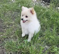 Pomeranian , a male Pomeranian for sale in Helotes, TX – 4 of 6