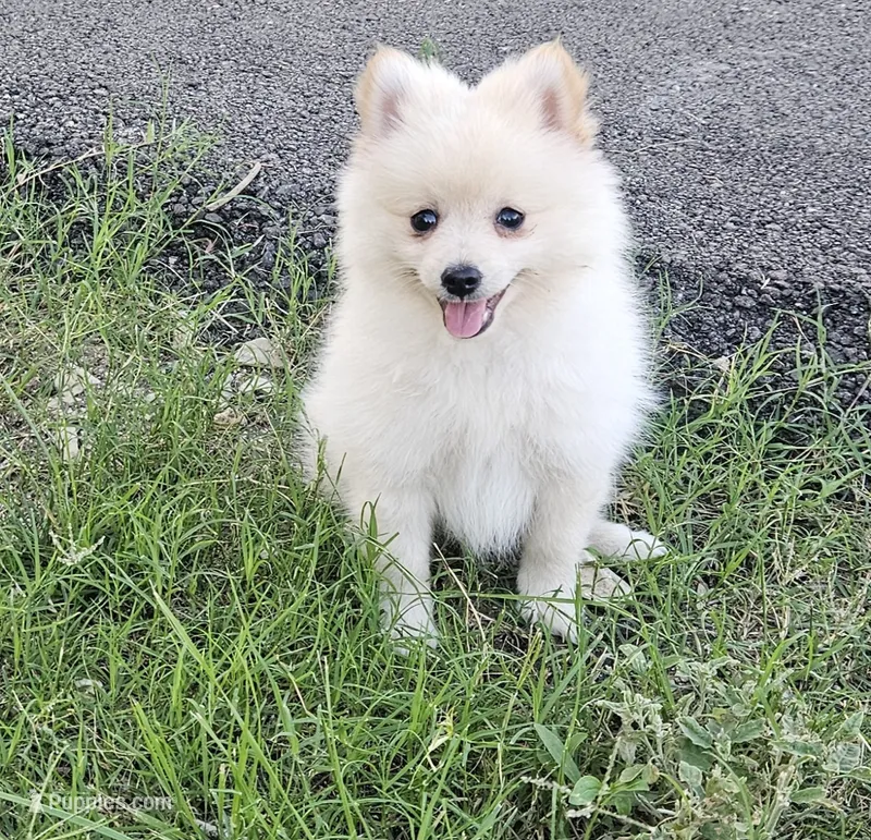 Pomeranian , a male Pomeranian for sale in Helotes, TX – 1 of 6