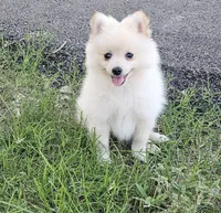 Pomeranian , a male Pomeranian for sale in Helotes, TX – 6 of 6