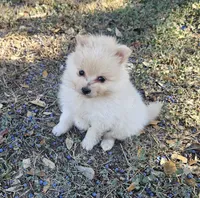 Male, a male Pomeranian for sale in Helotes, TX – Photo 2 of 2