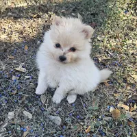 Male, a male Pomeranian for sale in Helotes, TX – Photo 1 of 2