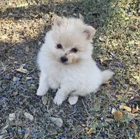 Male, a male Pomeranian for sale in Helotes, TX – Photo 1 of 2