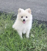 Pomeranian , a male Pomeranian for sale in Helotes, TX – 2 of 6