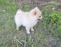 Pomeranian , a male Pomeranian for sale in Helotes, TX – 3 of 6