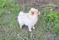 Pomeranian , a male Pomeranian for sale in Helotes, TX – 5 of 6