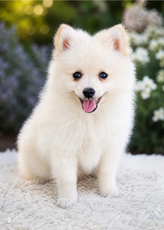 Pomeranian  – Pomeranian puppy for sale in Helotes, TX