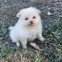 Male 2, a male Pomeranian for sale in Helotes, TX – Photo 1 of 2