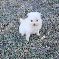 Male 2, a male Pomeranian for sale in Helotes, TX – Photo 2 of 2