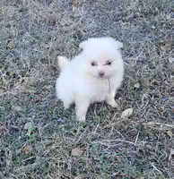 Male 2, a male Pomeranian for sale in Helotes, TX – Photo 2 of 2