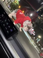 Chole, a female French Bulldog for sale in St. Louis, MO – 6 of 10