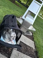 Chole, a female French Bulldog for sale in St. Louis, MO – 9 of 10