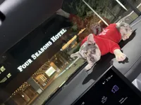 Chole, a female French Bulldog for sale in St. Louis, MO – 2 of 10