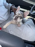 Chole, a female French Bulldog for sale in St. Louis, MO – 8 of 10