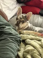 Chole, a female French Bulldog for sale in St. Louis, MO – 7 of 10