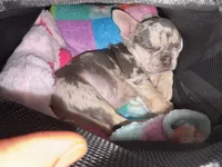 Chole, a female French Bulldog for sale in St. Louis, MO – 3 of 10