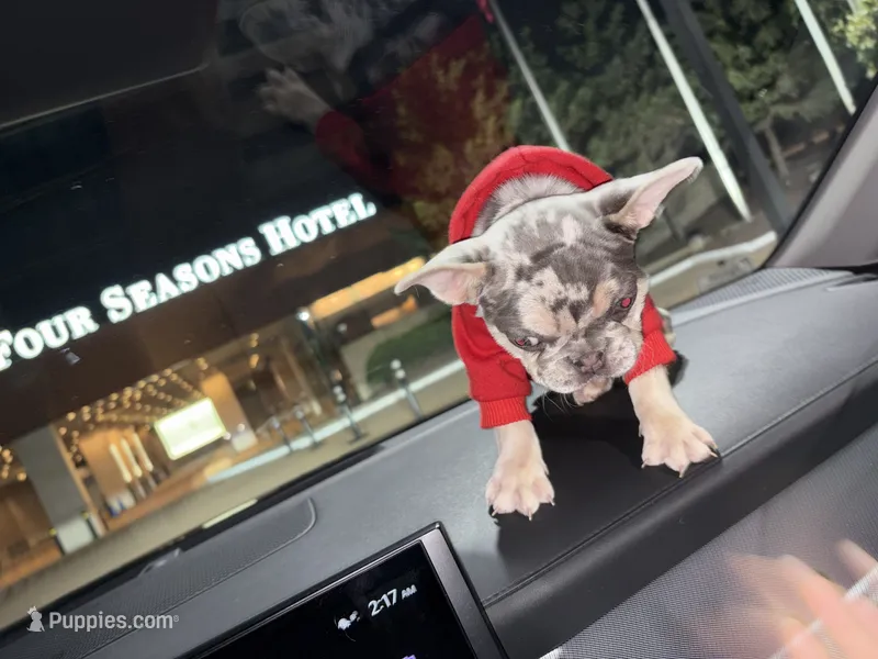 Chole – French Bulldog puppy for sale in St. Louis, MO