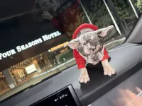 Chole, a female French Bulldog for sale in St. Louis, MO – 1 of 10