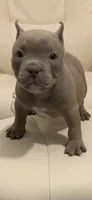 Tito , a male American Bully for sale in Omaha, NE – 2 of 6