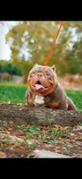 Tito , a male American Bully for sale in Omaha, NE – 6 of 6