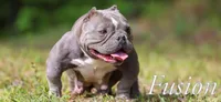 Fawn, Peanut, Carley , a female American Bully for sale in Omaha, NE – 2 of 5