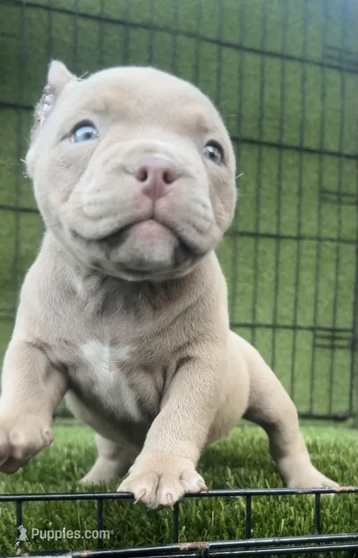 Tito  – American Bully puppy for sale in Omaha, NE
