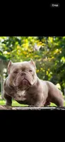 Tito , a male American Bully for sale in Omaha, NE – Photo 3 of 5