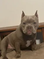 Tito , a male American Bully for sale in Omaha, NE – 5 of 6