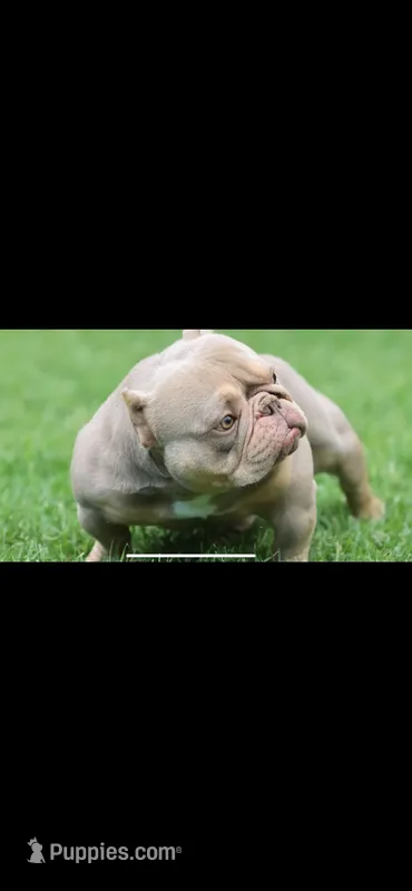 Fawn, Peanut, Carley  – American Bully puppy for sale in Omaha, NE
