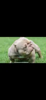 Fawn, Peanut, Carley , a female American Bully for sale in Omaha, NE – 1 of 5