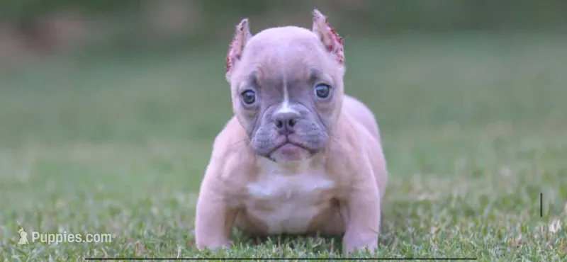 Fawn, Peanut, Carley  – American Bully puppy for sale in Omaha, NE