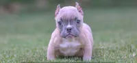 Fawn, Peanut, Carley , a female American Bully for sale in Omaha, NE – 3 of 5