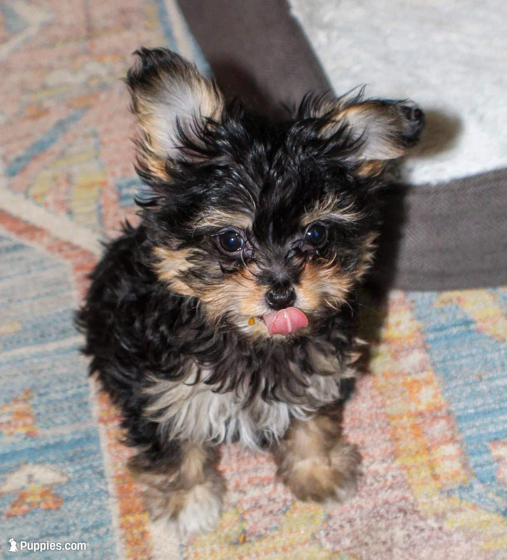 Zack Attack, a male Papillon and Poodle - Toy  for sale in Bloomfield, IN – Photo 4 of 7